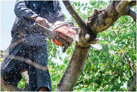 tree services Elk Mound